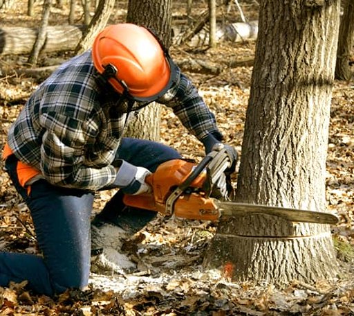 Tree Removal in Doddsville, MS